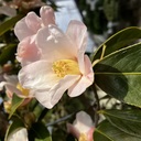 What A Wonderful World　