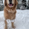 北陸はまた雪がたくさん降ってきています。。。