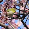 石神井公園の野鳥　アカハラ・ビンズイ他　２０２２年２月２３・２５日