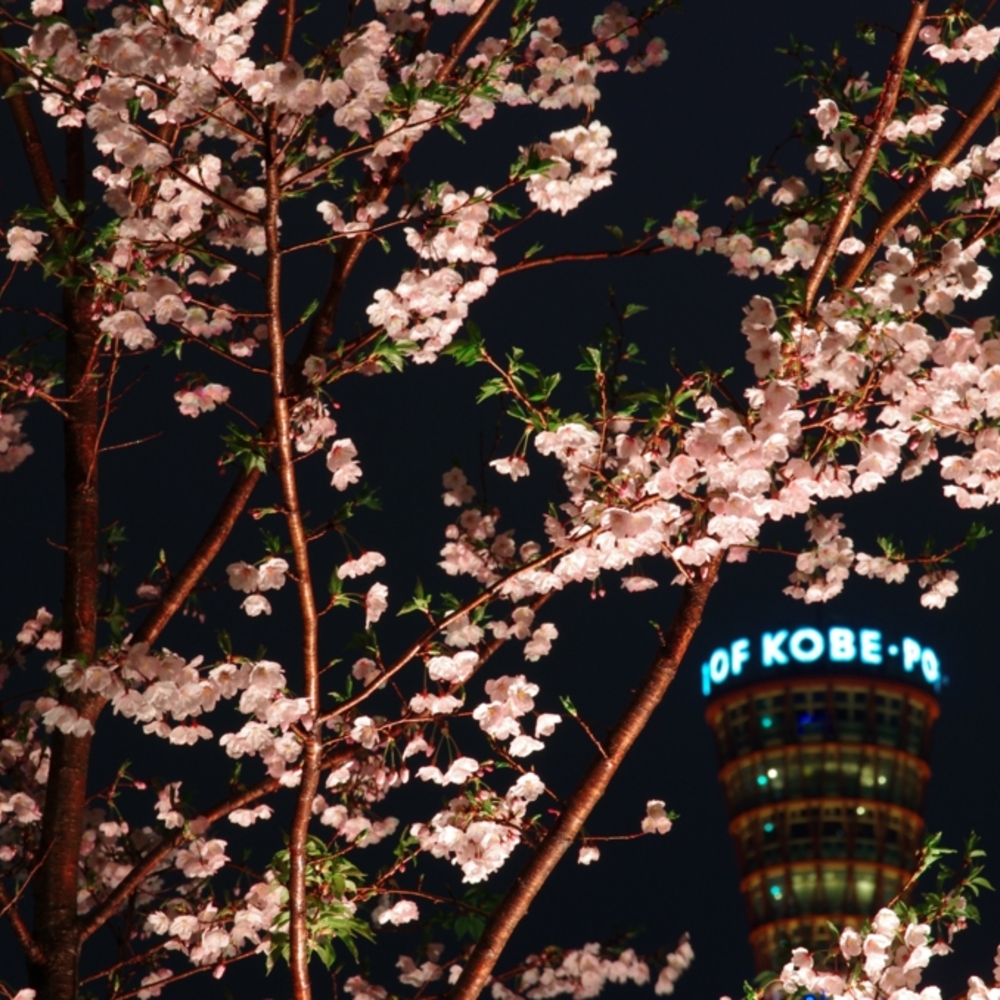 ポートタワー桜　夜景