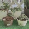 すごい！＊植物のパワー＊