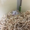 しろあん760日目