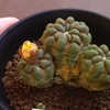 和風の花