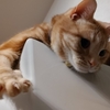 最近のうちの猫。