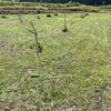 🌳イチジク畑の草刈りをしました