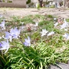 ★紫の花