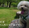 ～歯磨き嫌いな愛犬のための歯ブラシ～