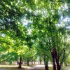 新緑の季節！森林浴と花たちに癒される！