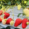 完熟いちご🍓狩り情報3月5日(火)開園日です‼️✨💫🍀