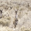 カンガルーよりも危険な。。