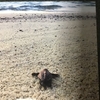 『カミ』の国ー屋久島の周波数1、Country of "God" -Frequency 1 of Yakushima