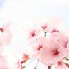 桜撮影