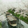 伏見十石舟～港公園の桜