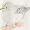 日常のランの鳥