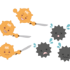 NK細胞を減らさない事が大事！！