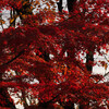 飛鳥山公園の写真その１