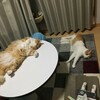 連休最後の夜は猫達もお疲れの様子。