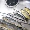 2019年に瀬戸内で釣れた魚を振り返ってみた / 魚種のバラエティーが豊富で瀬戸内海のポテンシャルの高さを再認識した