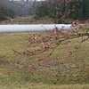 雨の開花宣言