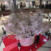 KANAERU桜♪（イオンモール幕張新都心・千葉市美浜区豊砂）