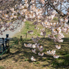 桜活動でちょい乗り