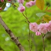 八重桜