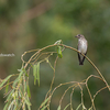 2019年9月22日などの鳥撮り-関東近辺