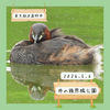 井の頭恩賜公園（武蔵野市）｜ゴイサギ、フクロウ、カイツブリなど（野鳥）【5月】