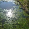  ライギョが守る沈水植物