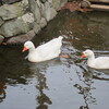 生島足島神社〜北向観音〜めんめん (106km)