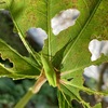 夏野菜を食害する、　害虫・・・オンブバッタ（前脚をお箸代わりにして葉を食べる）・フタトガリコヤガ幼虫・ハモグリバエ幼虫・テントウムシダマシ