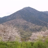 筑波山の山桜・・