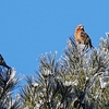 ２０２３年１月　長野県にて野鳥観察。（ワイバードの一泊二日野鳥観察ツアーに参加）その２。