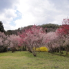 桜の園・・・啓翁桜