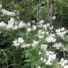 対岸をめざす植物