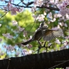 🐤飛翔するヒヨドリと桜を撮影しました♪