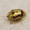  やんばる10月のカミキリ