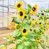 2022.08.12　鄙の花と俳句