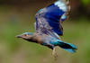 フジで野鳥撮影「ブッポウソウシーズン」