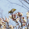 春はそこに