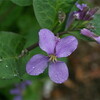 「ショカツサイ（諸葛菜）」も咲きました。