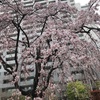 早咲きの桜