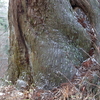 東郷山と四本杉