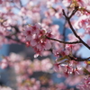 河津桜が見頃です。