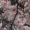 神武寺の山桜（続）