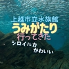 上越市立水族館うみがたり行ってきた！ シロイルカかわいい