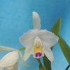 Cattleya quadricolor f.corulea `Omnes'   