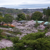 桜満開の兼六園