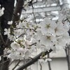 それでも、桜は咲く。