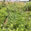 青森県上北郡六戸町大字犬落瀬字権現沢付近